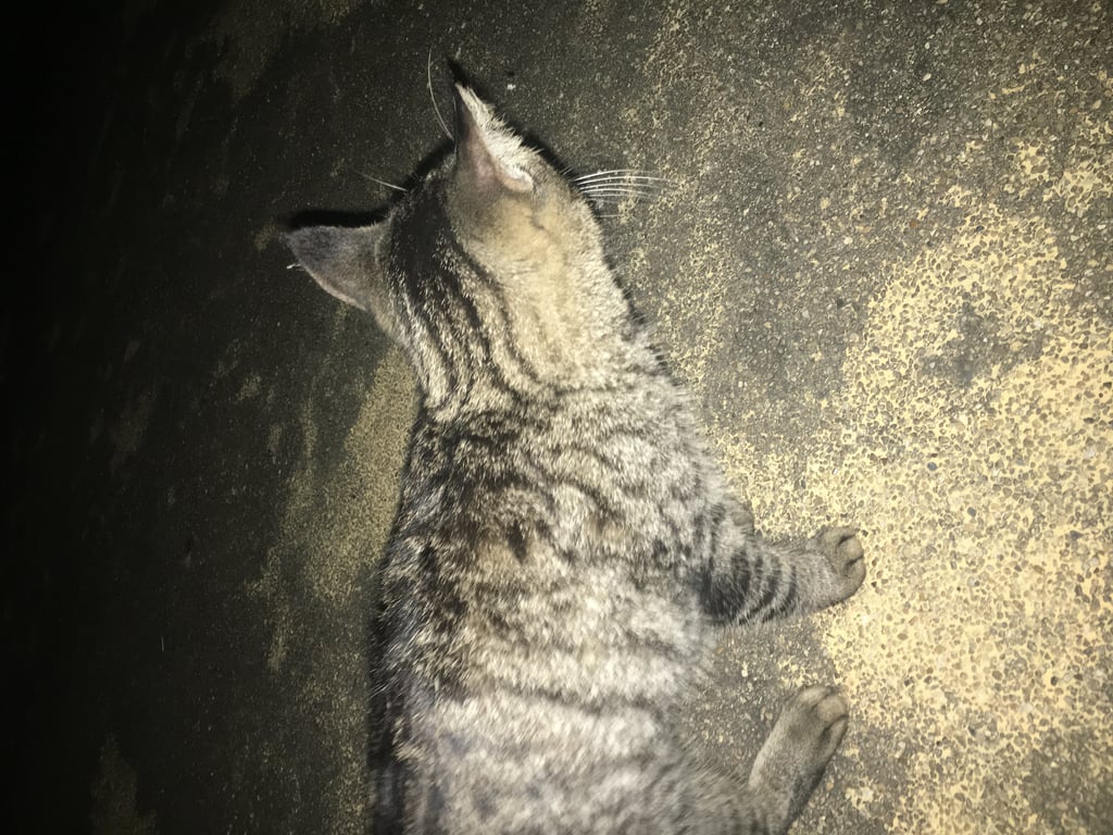 ตามหาเจ้าของแมว เจออยู่หนองนายัง