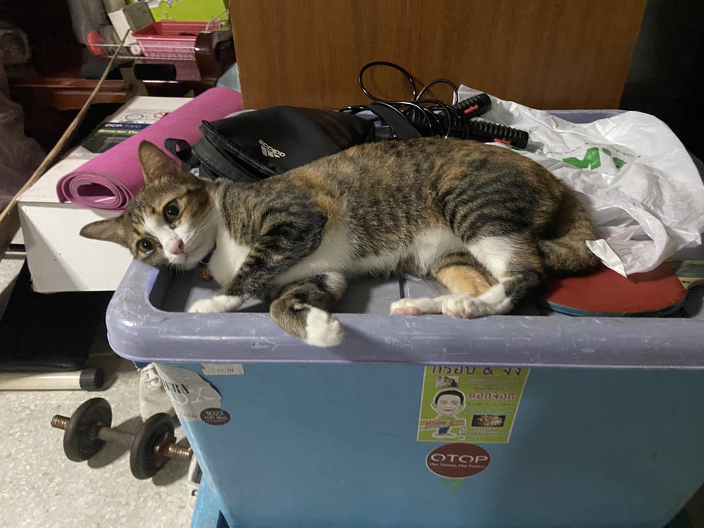 ทึ่ม