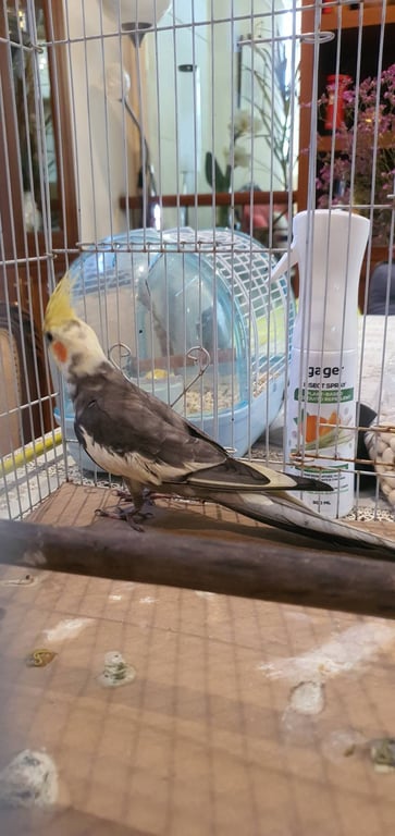 ตามหาเจ้าของนก โครงใหญ่ รอบคอขาว ปีก-ตัว เทา-เทาเข้ม