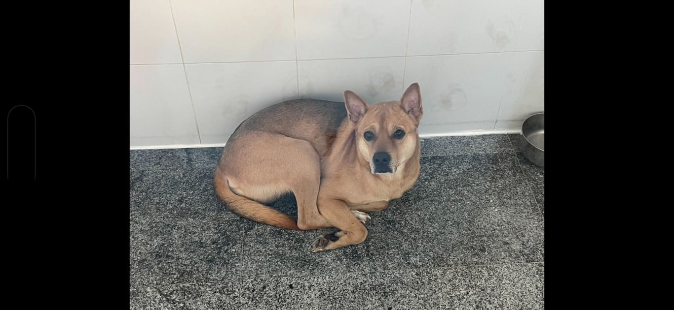 โทฟู