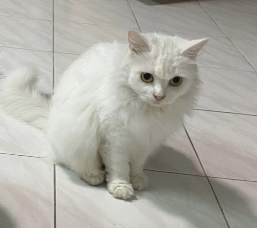 เมฆ ,ขาว