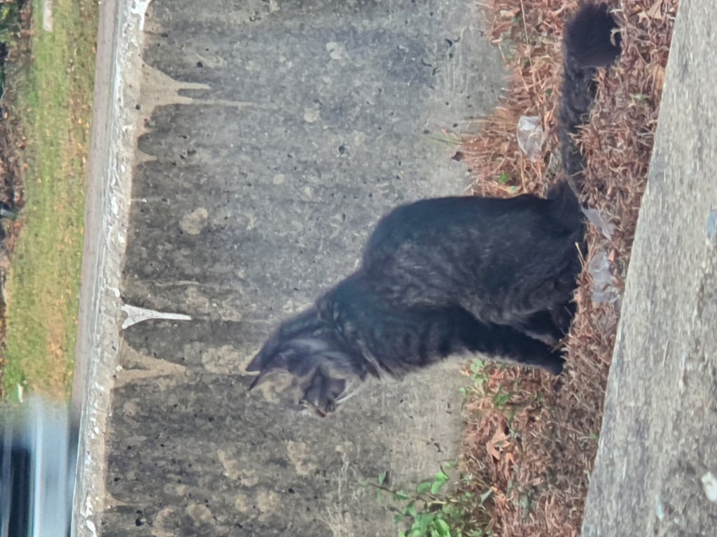 ตามหาเจ้าของแมว แบบเปอร์เซียโตเต็มวัย ขนยาวสวย ลายสลืดเทา
มีปลอกคอ กระดิ่ง