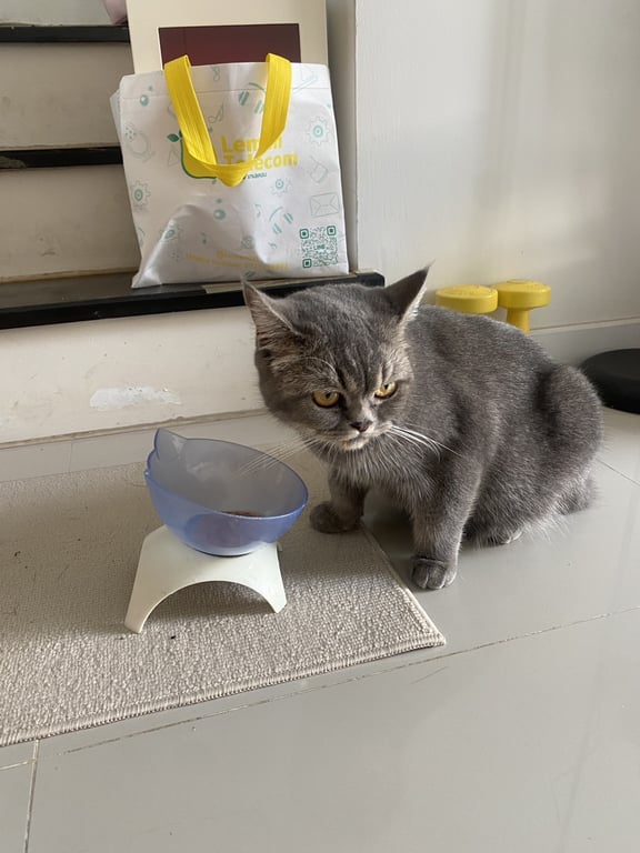 ตามหาเจ้าของแมว สี silver ไม่ทราบเพศ เหมือนผสมมันช์กิ้น ขาสั้นเล็กน้อย