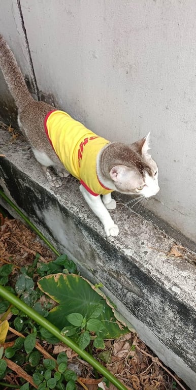 ตามหาเจ้าของแมว 