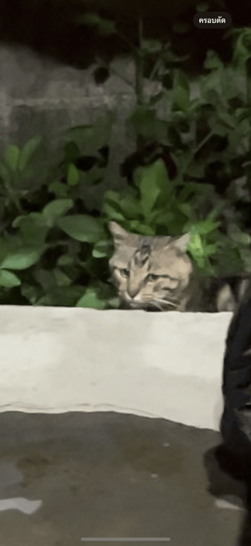 ตามหาเจ้าของแมว หลังตลาดธานินทร์ ร้านล้างรถหยอดเหรียญ