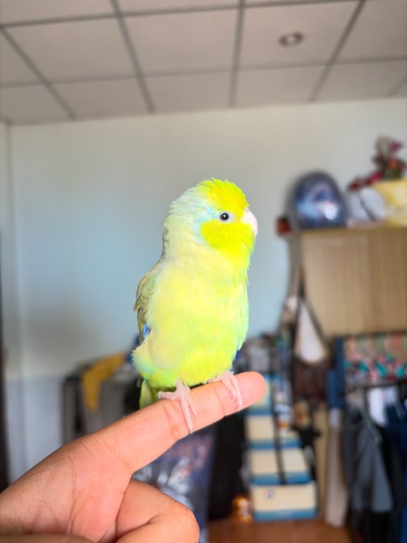 สอง