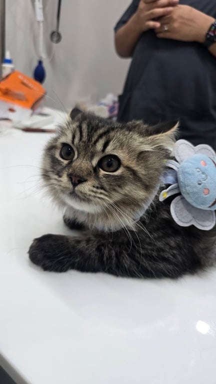 888 Pet Clinic (ตองแปด รักษาสัตว์)