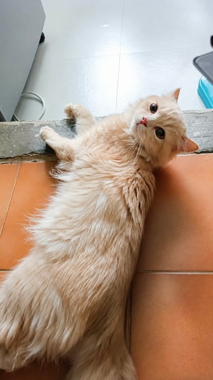 ไวไว