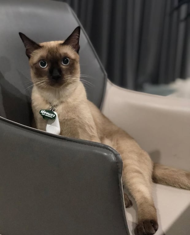 สองแถว