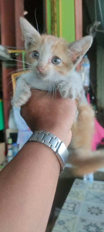 ตามหาเจ้าของแมว น้องถูกใส่กล่องเอามาทิ้ง