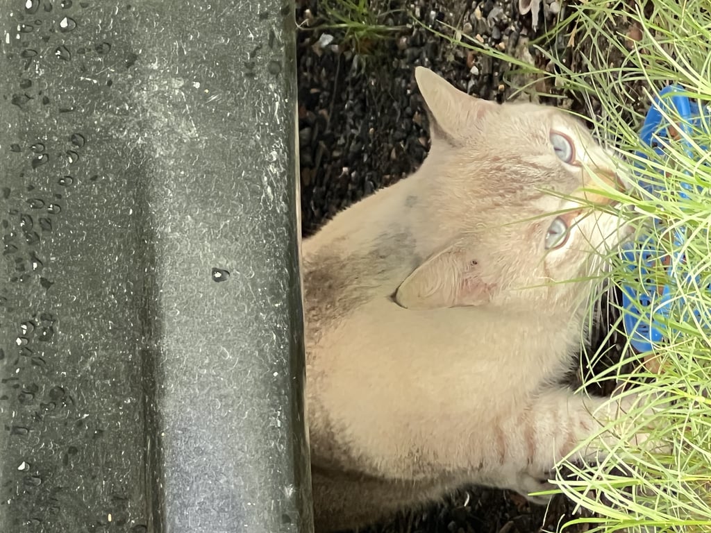 ตามหาเจ้าของแมว น้องลายปลาเผา ตาสีฟ้า