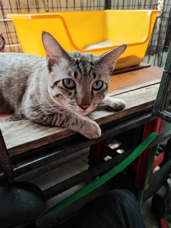 ตามหาเจ้าของแมว 