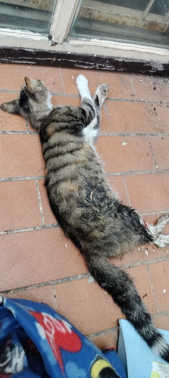 ตามหาเจ้าของแมว ลายเสือ ขนแซมสีส้มบางจุด ท้องขาว
ขอแจ้งว่าน้องเสีย ฝังแล้วค่ะ เผื่อเจ้าของตามหา