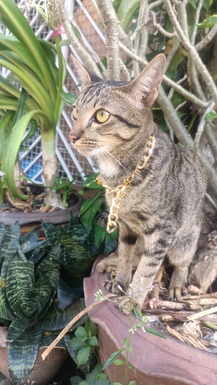 ตามหาเจ้าของแมว น้องเดินมาทางหน้าต่าง