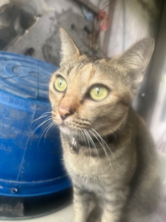 สามสี