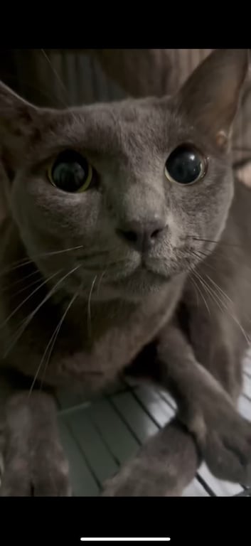 ตามหาเจ้าของแมว แมวสีเทา ขี้อ้อน  ไม่มีปลอกคอ  เล็บถูกตัดแล้ว