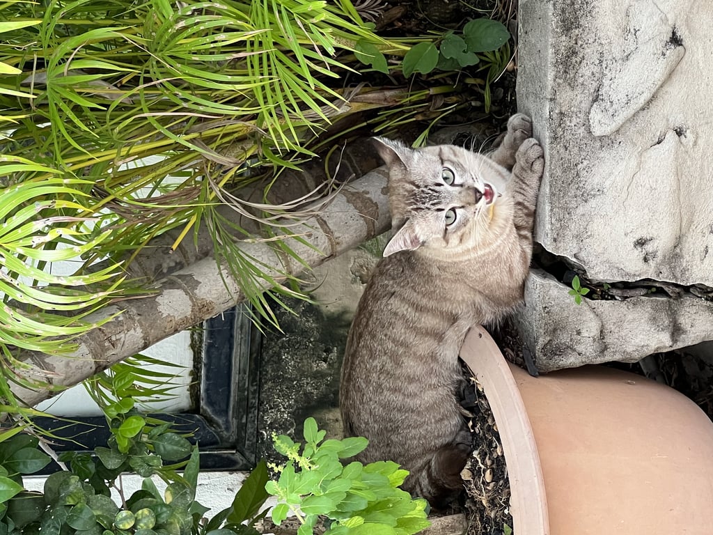 ตามหาเจ้าของแมว แมวไทยเพศผู้ ลายสลิดสีน้ำตาลอ่อน ยังไม่ทำหมัน ตาสีเขียวอมฟ้า หางฟูป้อม บนกลางหลังเกือบ ๆ ถึงหางมีหย่อมขนสีดำ นิสัยขี้อ้อนและไม่กลัวคนแปลกหน้า วันที่พบน้องมีอาการติดสัด