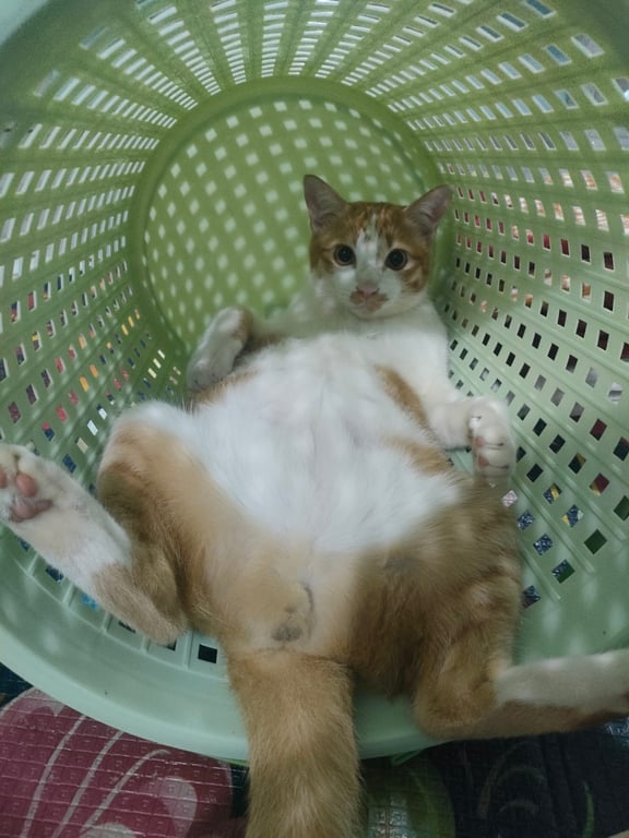 กุ้งเต้น