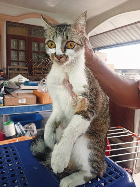 ตามหาเจ้าของแมว 