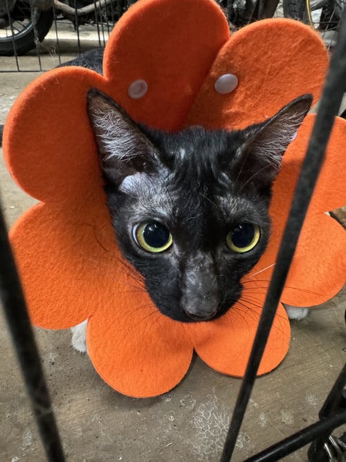 โคโค่