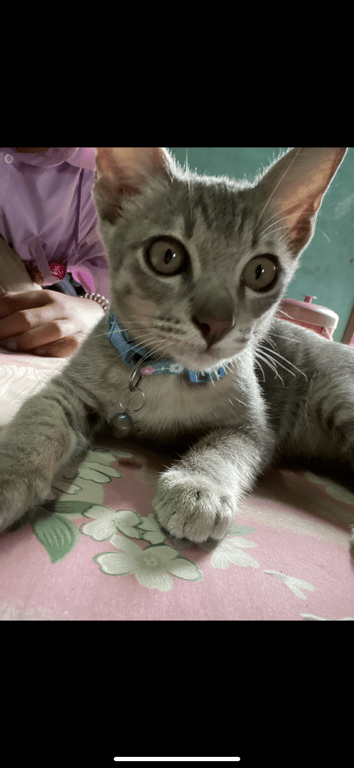 เทานี่