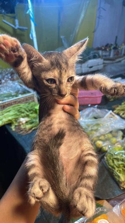 ตามหาเจ้าของแมว อายุประมาณเดือนกว่าๆ น้องเป็นลูกแมวจรของร้านขายผักที่อยู่ติดถนน กลัวว่าน้องจะออกถนน