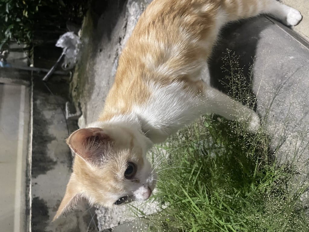 ตามหาเจ้าของแมว แมวส่มขาว มีจี้หัวใจ