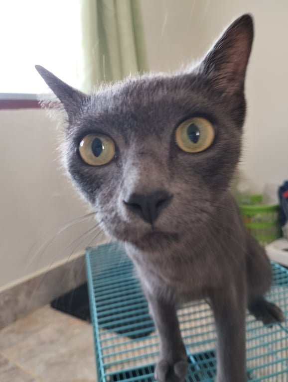 ตามหาเจ้าของแมว เจอน้องแมวเพศหญิงสีเทาหางกระต่ายตกจากรถอยู่หน้าหมู่บ้านปัญญานคร ใครเป็นเจ้าของติดต่อมาได้เลยนะคะ ตอนนี้เอาน้องมาดูแลให้ค่ะ แต่ถ้ายังไม่มีเจ้าของขออนุญาตหาบ้านให้น้องใหม่นะคะ