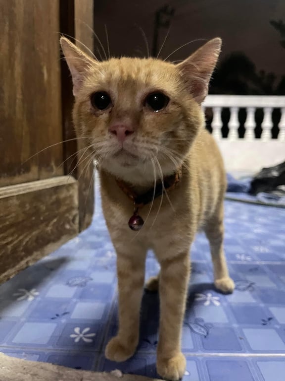 ตามหาเจ้าของแมว เจอในกรุ๊ปแมว รายละเอียดตามในภาพนะคะ