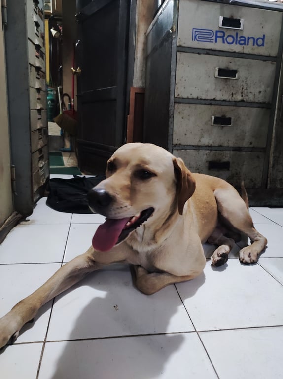 ตามหาเจ้าของหมา 