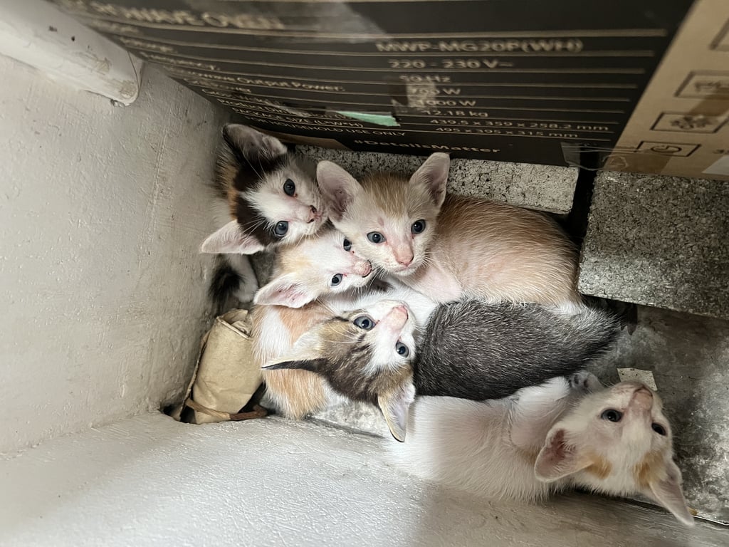 ตามหาเจ้าของแมว ลูกแมว 5 ตัว อายุประมาน 1 เดือนไม่ทราบเพศค่ะ เนื่องจากมีแมวจรมาคลอดลูกในบ้านแต่ทางบ้านไม่สามารถเลี้ยงน้องๆหนูๆได้ ขอผู้ใจบุญรับเลี้ยงค่ะ