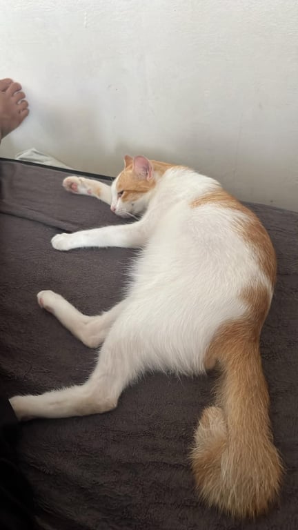 ขาว
