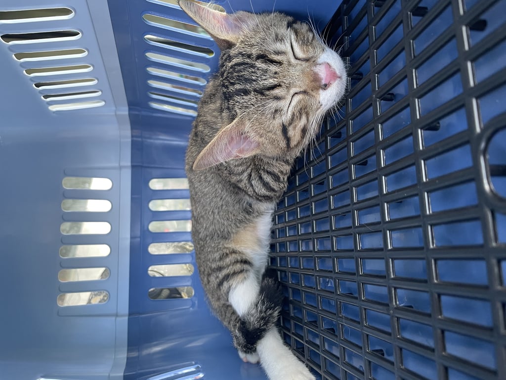 ตามหาเจ้าของแมว ลายสลิด ผสมขาว