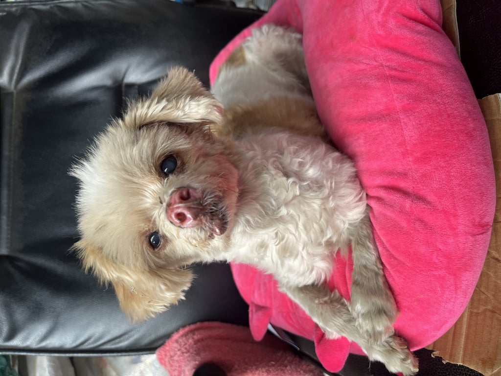 ตามหาเจ้าของหมา สุนัขตัวผู้ ไม่มีฟัน ปากเบี้ยว ตาฟาง