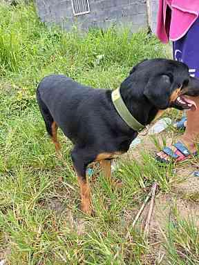 ตามหาเจ้าของหมา เจอน้องที่ขอบอ่างมาบประชันค่ะอยู่พัทยา จ.ชลบุรี่ ต.โป่ง อ.บางละมุง เจอน้องตอน9โมงนิดๆค่ะน้องเป็นเพศเมีย หน้าจะเป็นพันร็อตไวเลอร์สีดำน้ำตาลน้องตกรถหรือว่าวิ่งหลงมาไม่ทราบค่ะออกไปเจอน้องอยู่ตรงถนนแล้วปอกคือน้องเป็นเหมือนหมาตำรวจค่ะ