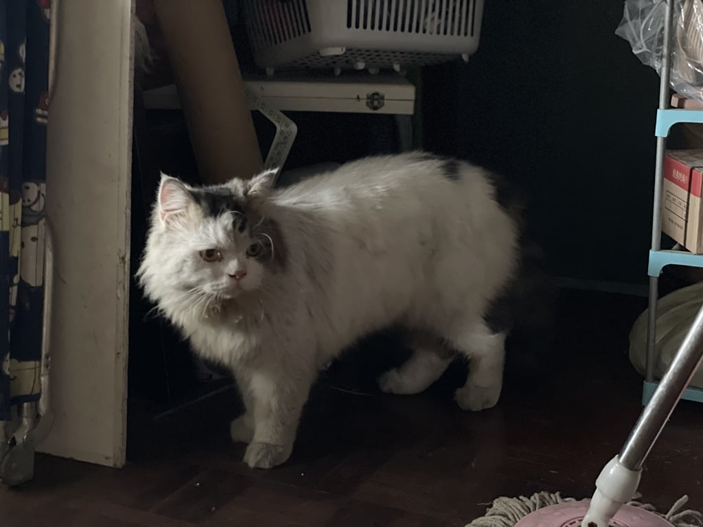 ตามหาเจ้าของแมว น้องแมวขนยาว