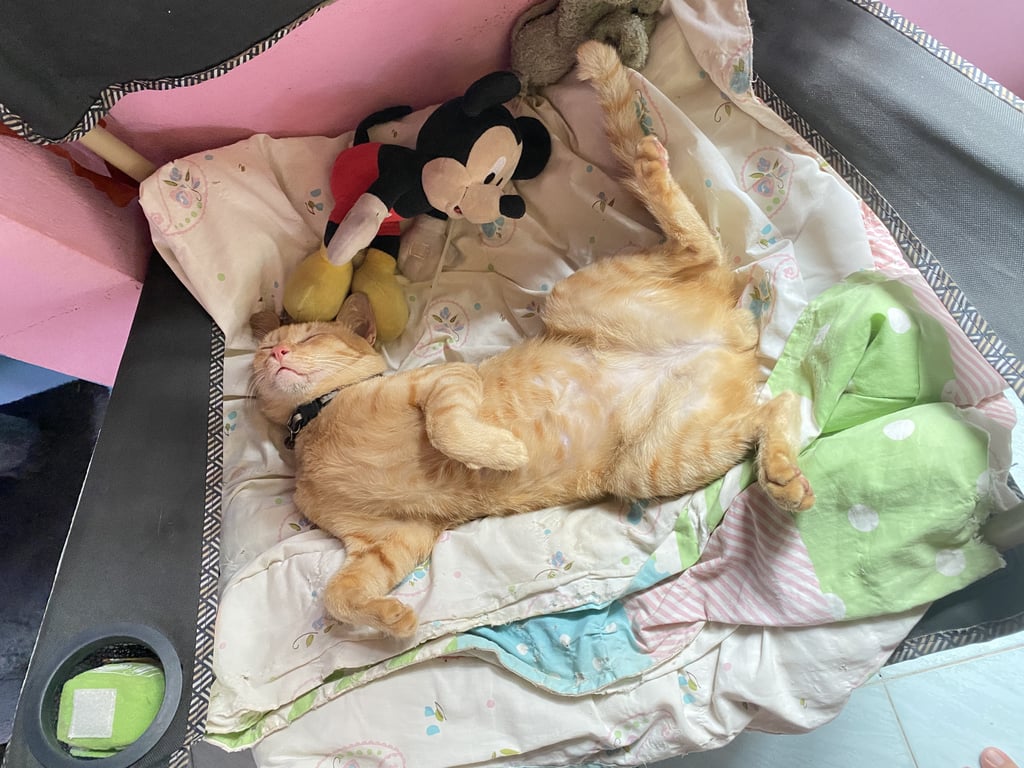 ตามหาเจ้าของแมว น้องเป็นแมวที่เลี้ยงระบบกึ่งปิดกึ่งเปิด ตินนี้จำเป็นที่จะต้องย้ายไปต่างจังหวัดไม่สะดวกเอาน้องไปเลยอยากหาบ้านให้น้องค่ะ ชาวยค่าอาหารเดือนละ500