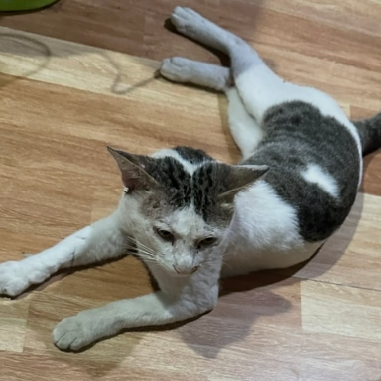 เป้า