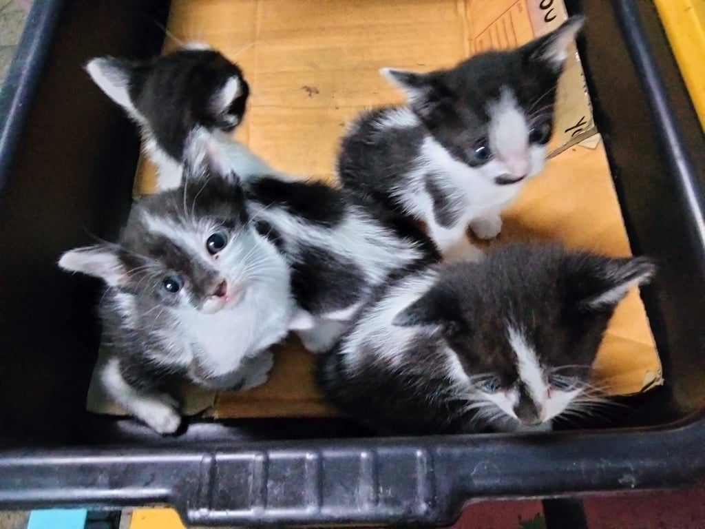 ตามหาเจ้าของแมว น่ารัก♥️