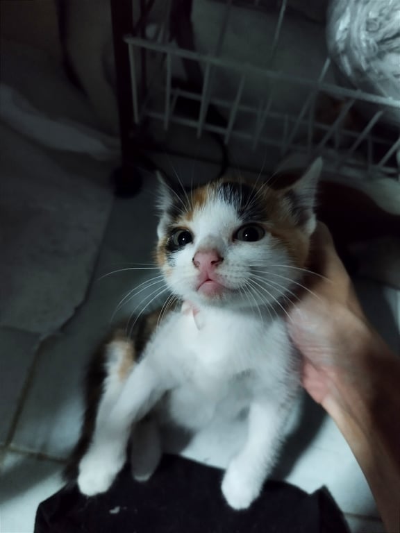 ตามหาเจ้าของแมว น้องแมวสามสีอายุเดือนครึ่ง กำลังน่ารัก ขี้เล่นจ้า สนใจทักได้เลยฟรี!