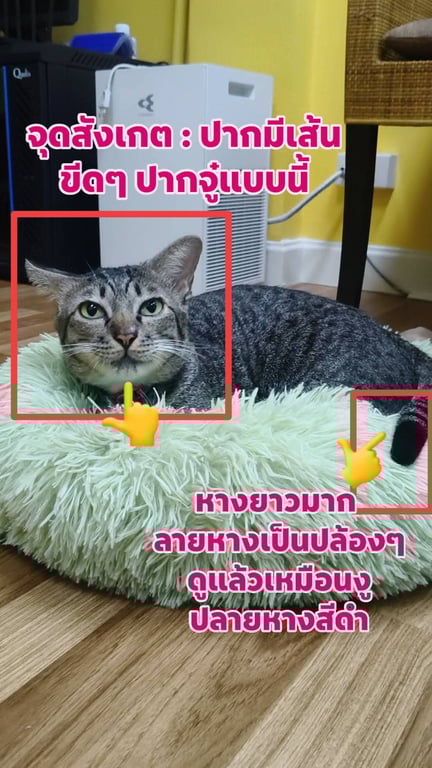 น้องมีตังค์