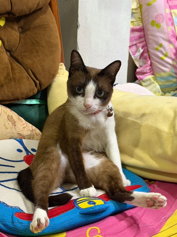 อาลัว