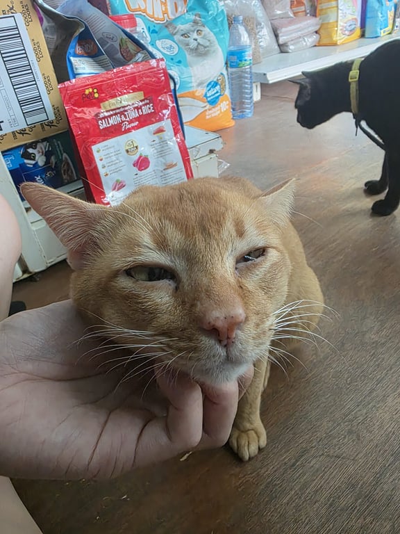 ส้มๆ