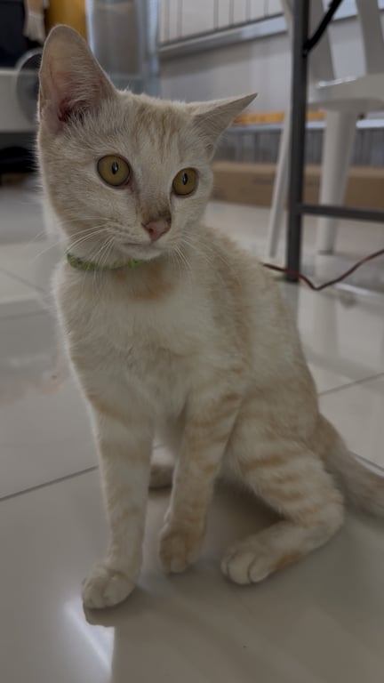 ตามหาเจ้าของแมว แมวสีขาวปนส้มอ่อน หางยาว