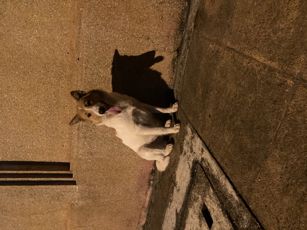 ตามหาเจ้าของหมา 