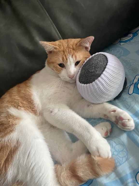 แซลม่อน
