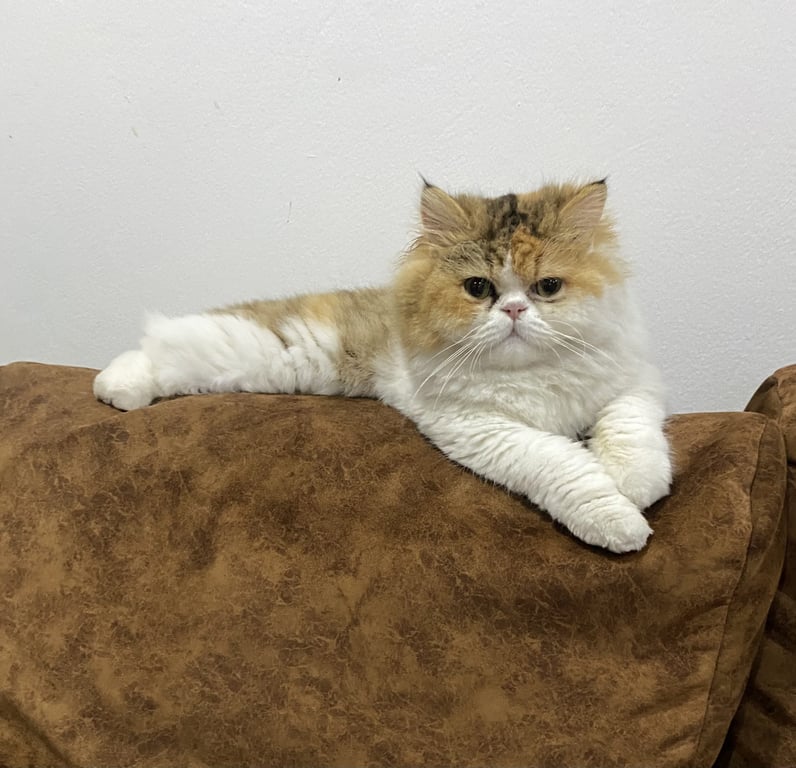 น้องชานม