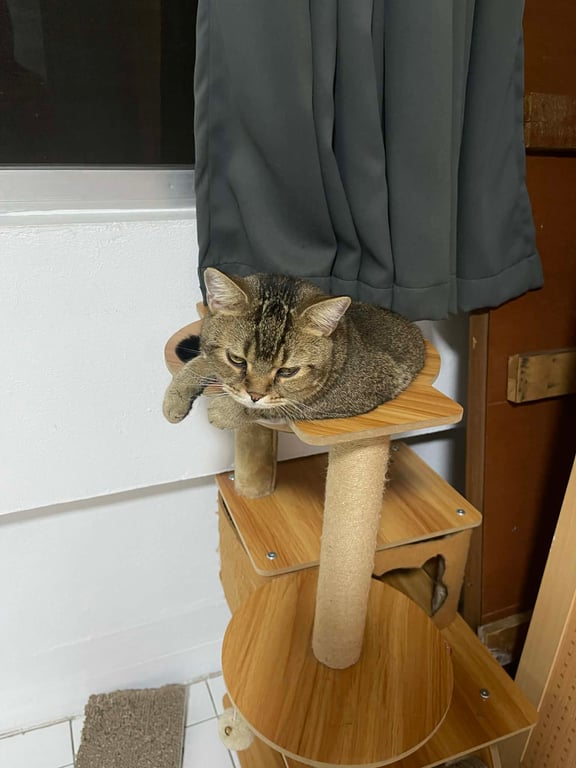 โตเกียว