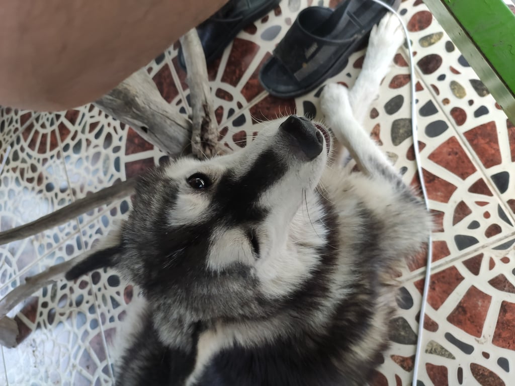 ตามหาเจ้าของหมา ไม่แน่ใจว่าน้องหลงมารึป่าว แต่ไม่เคยเห็นน้องแถวนี้มาก่อนค่ะ น้องมีหญ้าติดที่ขนเหมือนพึ่งผ่านศึกมา เจอน้องมาประมาณ 5 วันแล้วค่ะ น้องอาศัยนอนใต้ท้องรถยนต์ของพ่อแฟนเรา

⚠️น้องเป็นหมาไซบีเลี่ยน เพศเมีย นิสัยน่ารักมากค่ะ 
⚠️ใส่บอกคอสีฟ้าลายขาว (เราถ่ายไม่ค่อยถนัด เพราะอุ้มลูกน้อยอยู่ และถ่ายไม่ติดปอกคอ เพราะแบตหมดพอดี)
⚠️มีแผลตรงขาด้านหลัง มีร่องรอยการใส่ยาม่วงไว้ น้องเดินกระเพกๆ