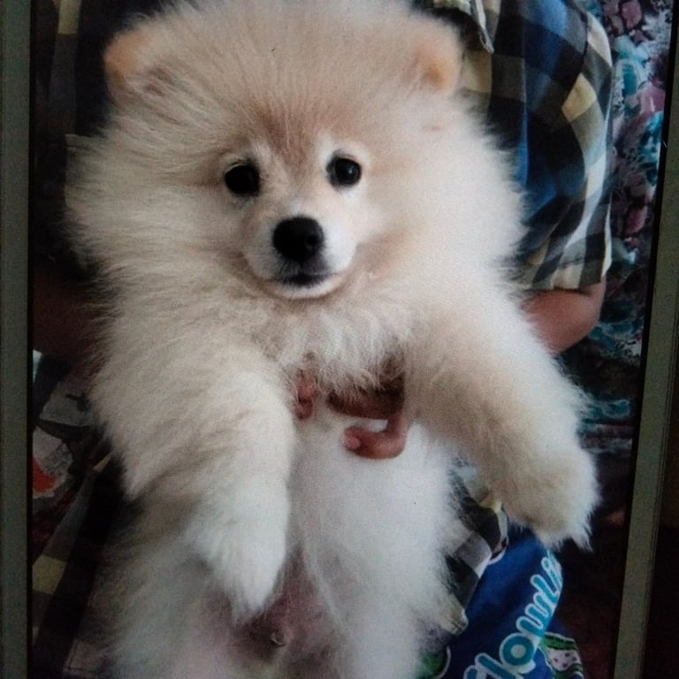 ฟู